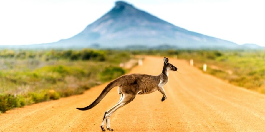 Canguro cruzando un camino de Australia donde aprender y laborar