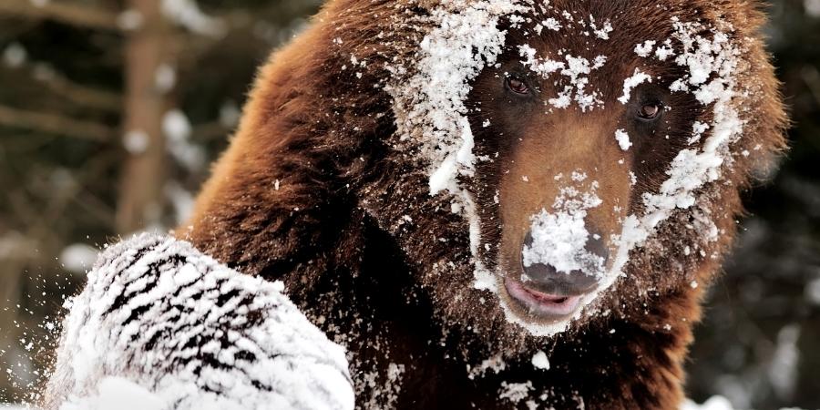 En Canadá aman los osos por su gran existencia dentro del territorio 