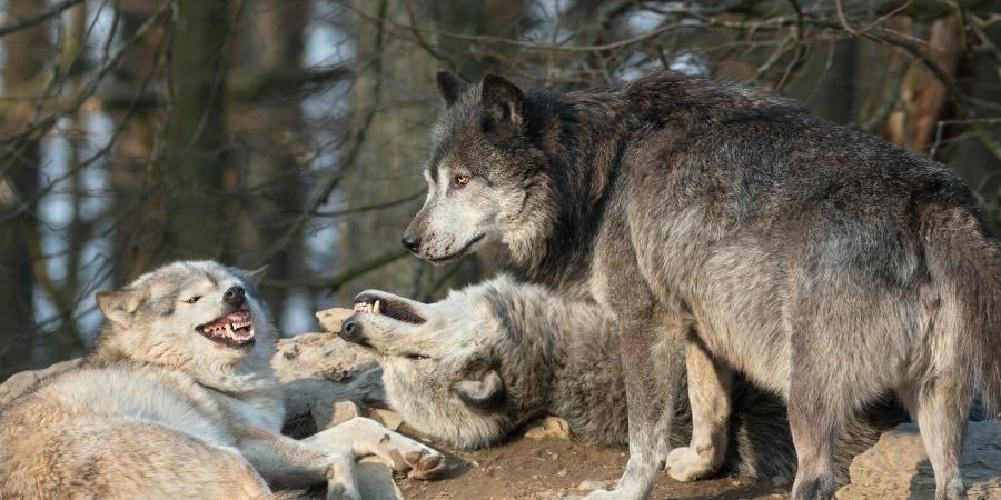 Observa a los lobos canadienses gigantes