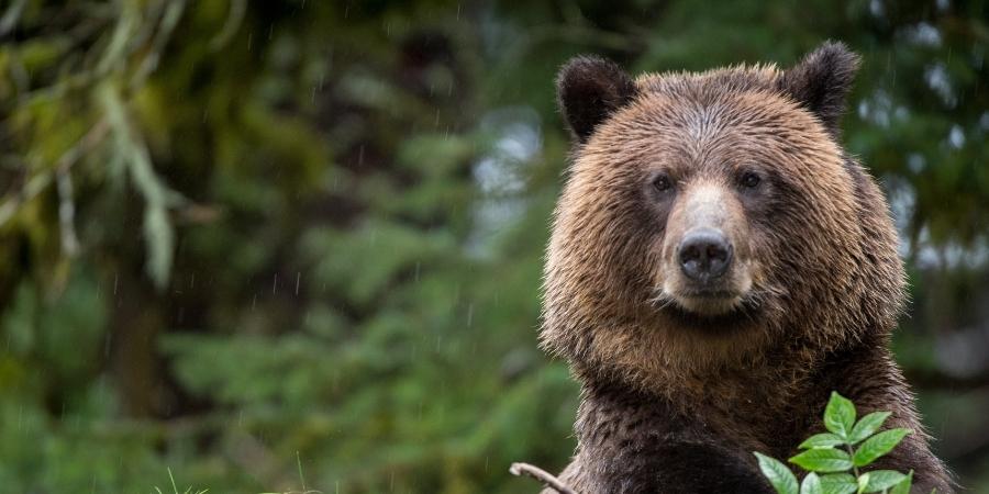 en Canadá cuenta con cual es el oso mas grande del mundo