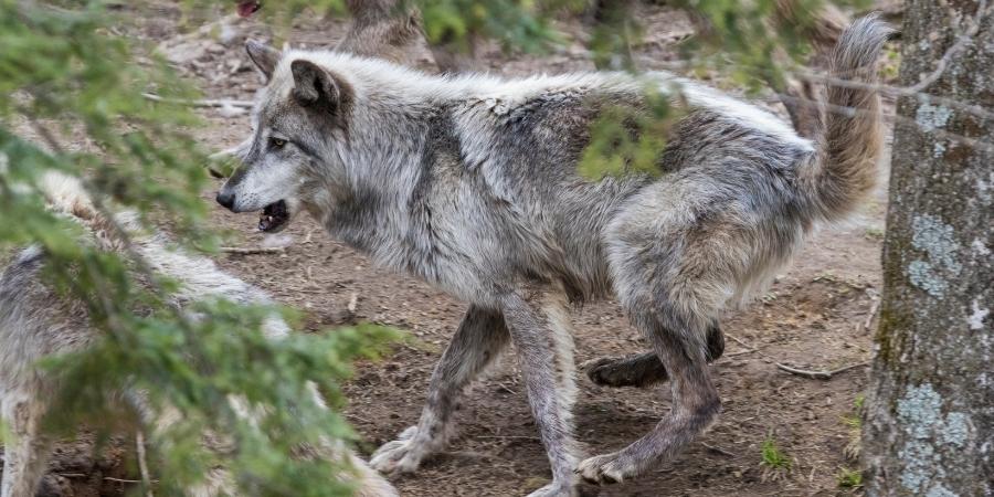 ¿Cómo es el Pelaje de los Lobos Canadienses? es de color gris