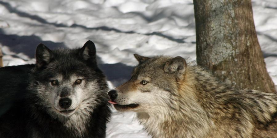 Variedad de lobos Canadienses