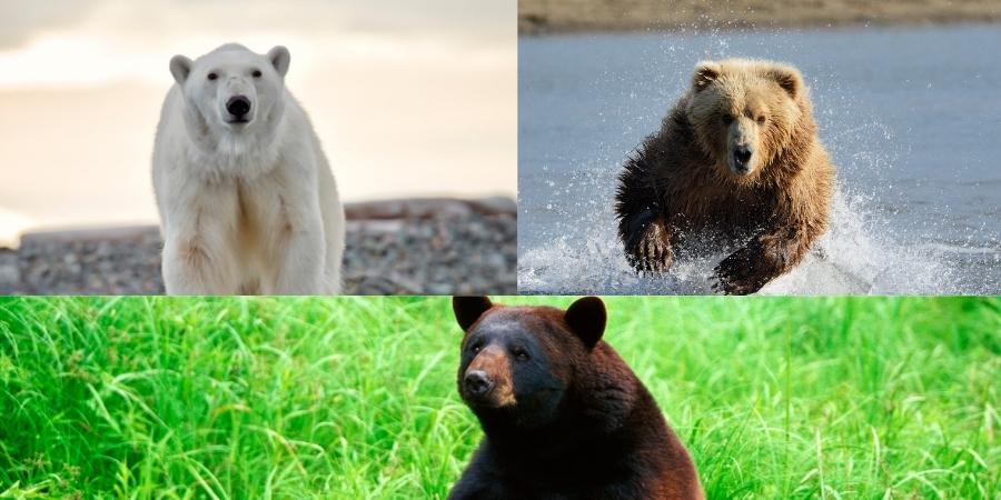 para saber cuantos osos hay en Canadá es necesario viajar a su habitat