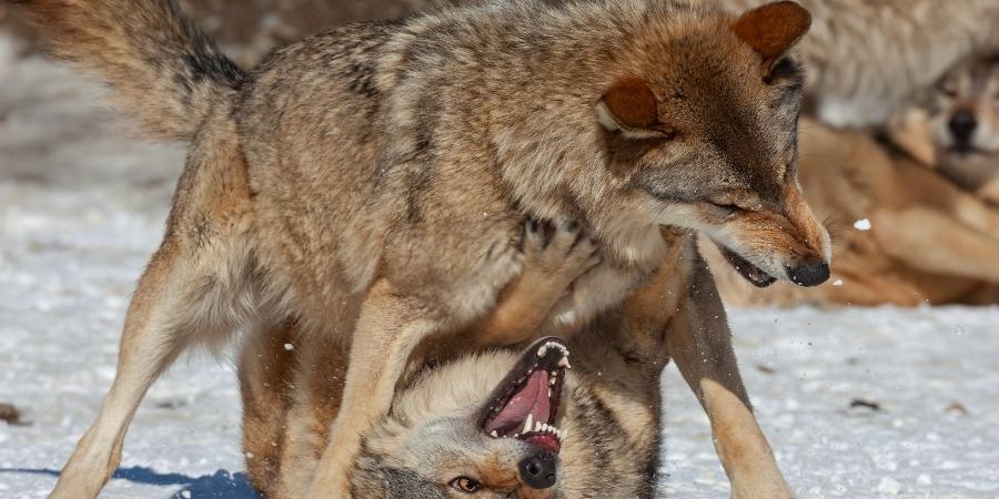 ¿los lobos canadienses son peligrosos? son una especie animal salvaje